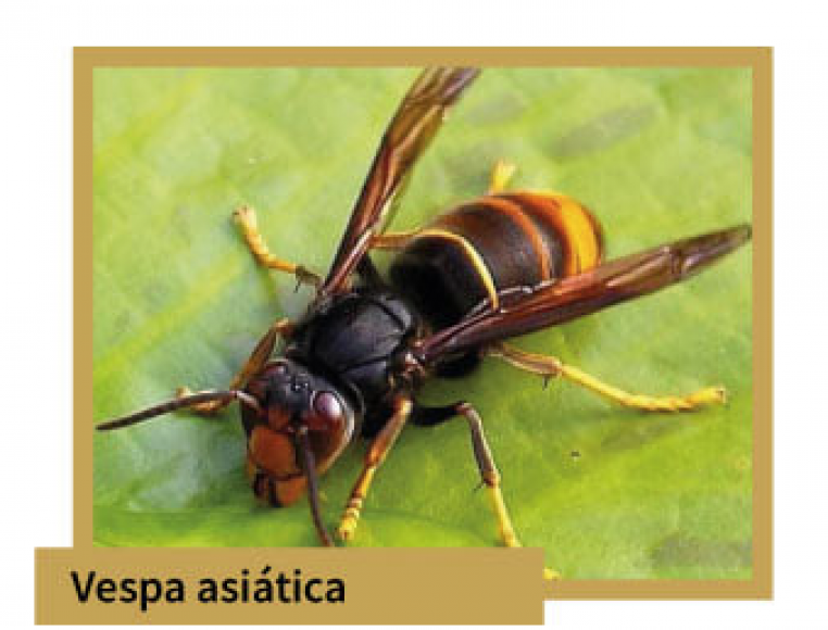 Divulga&ccedil;&atilde;o - Vespa Asi&aacute;tica