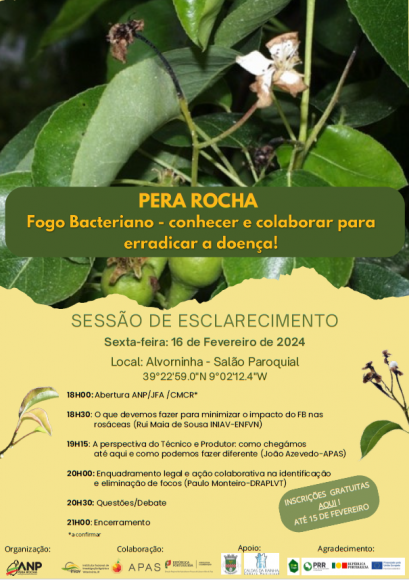 Pera Rocha - Fogo Bacteriano