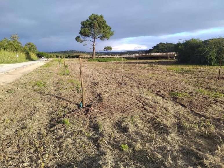 Planta&ccedil;&atilde;o de &aacute;rvores junto ao Cais Palaf&iacute;tico